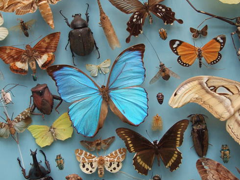 the-butterfly-collector, by Sparks68 the-butterfly-collector, by Sparks68